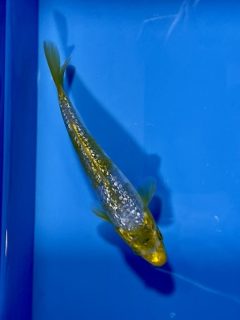 可愛らしい印象のレア種です☆　銀鱗黄金落葉錦鯉　2022.3/19撮影